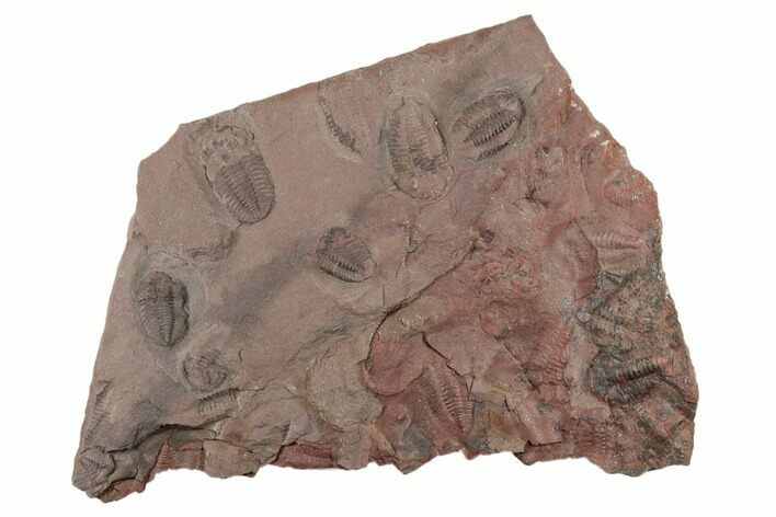 Ordovician Trilobite Mortality Plate - Trilobites On Both Sides #194106